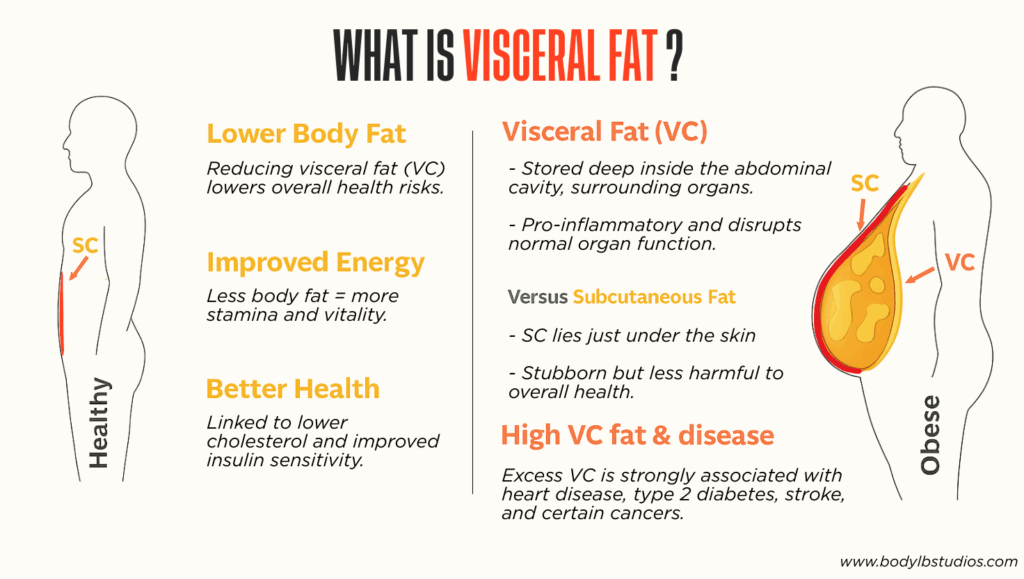 Diagram of abdominal cavity showing visceral fat surrounding organs.