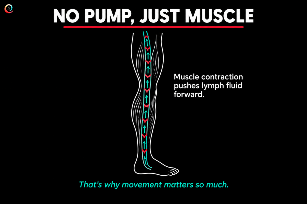How The Lymphatic System Actually Moves Fluid